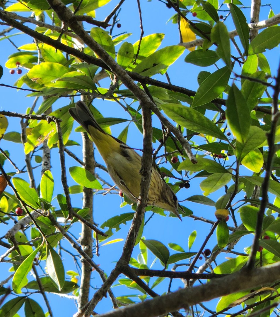 Warbler (probably Palm Warbler)