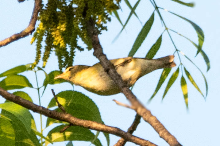 Warbling Vireo- (Vireo gilvus)