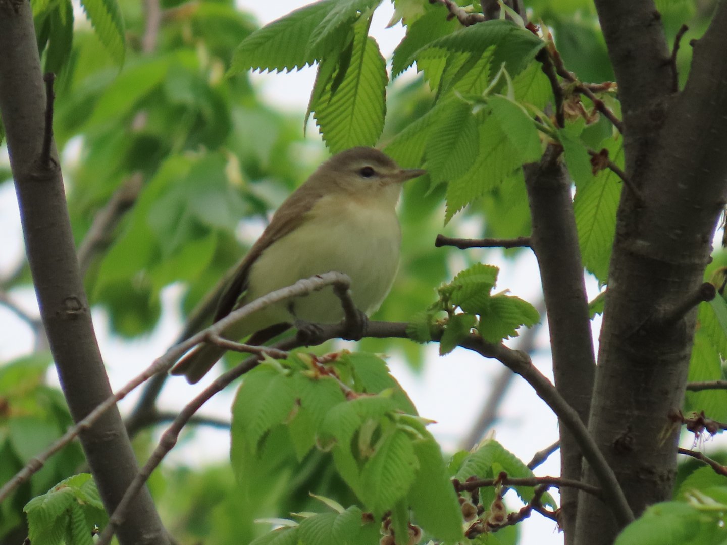 Warbling Vireo (Vireo gilvus)