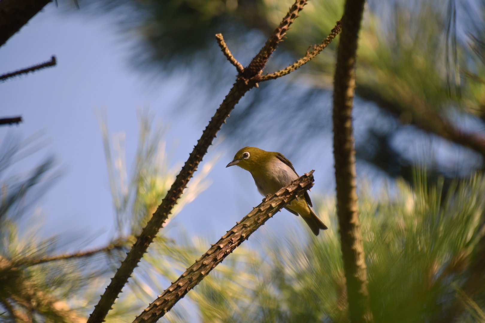 Warbling white-eye (Zosterops japonicus)