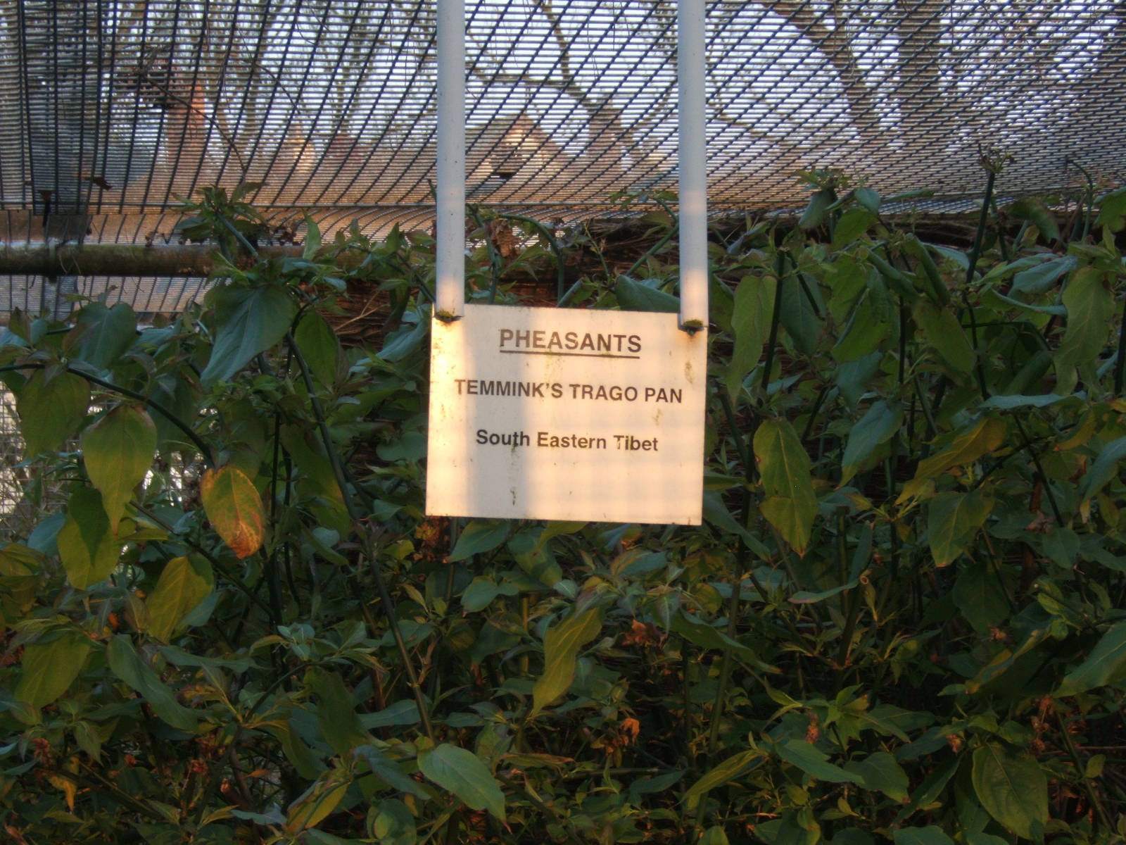 Ward Park Aviarys at Bangor Northern Ireland