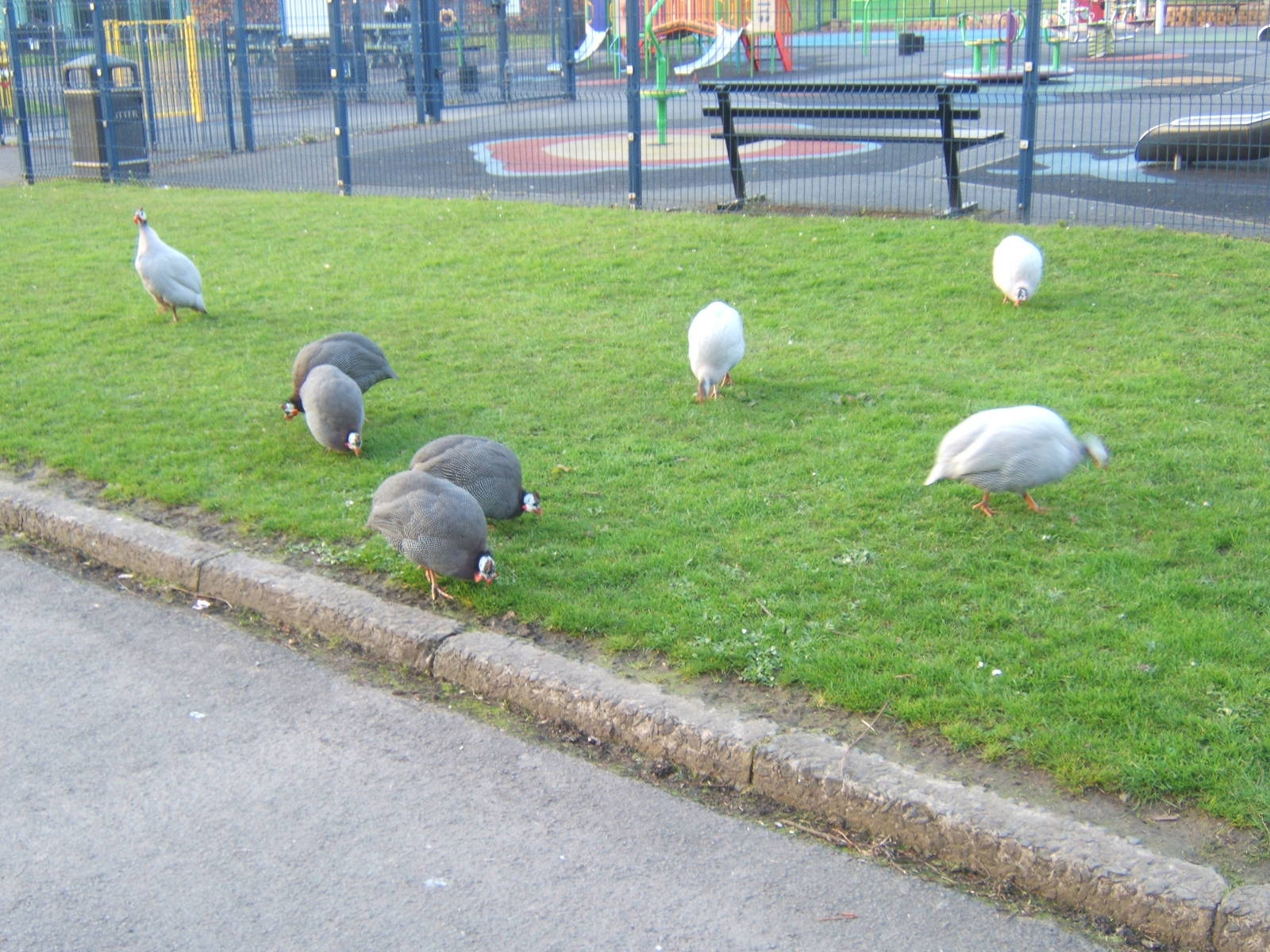 Ward Park Aviarys at Bangor Northern Ireland