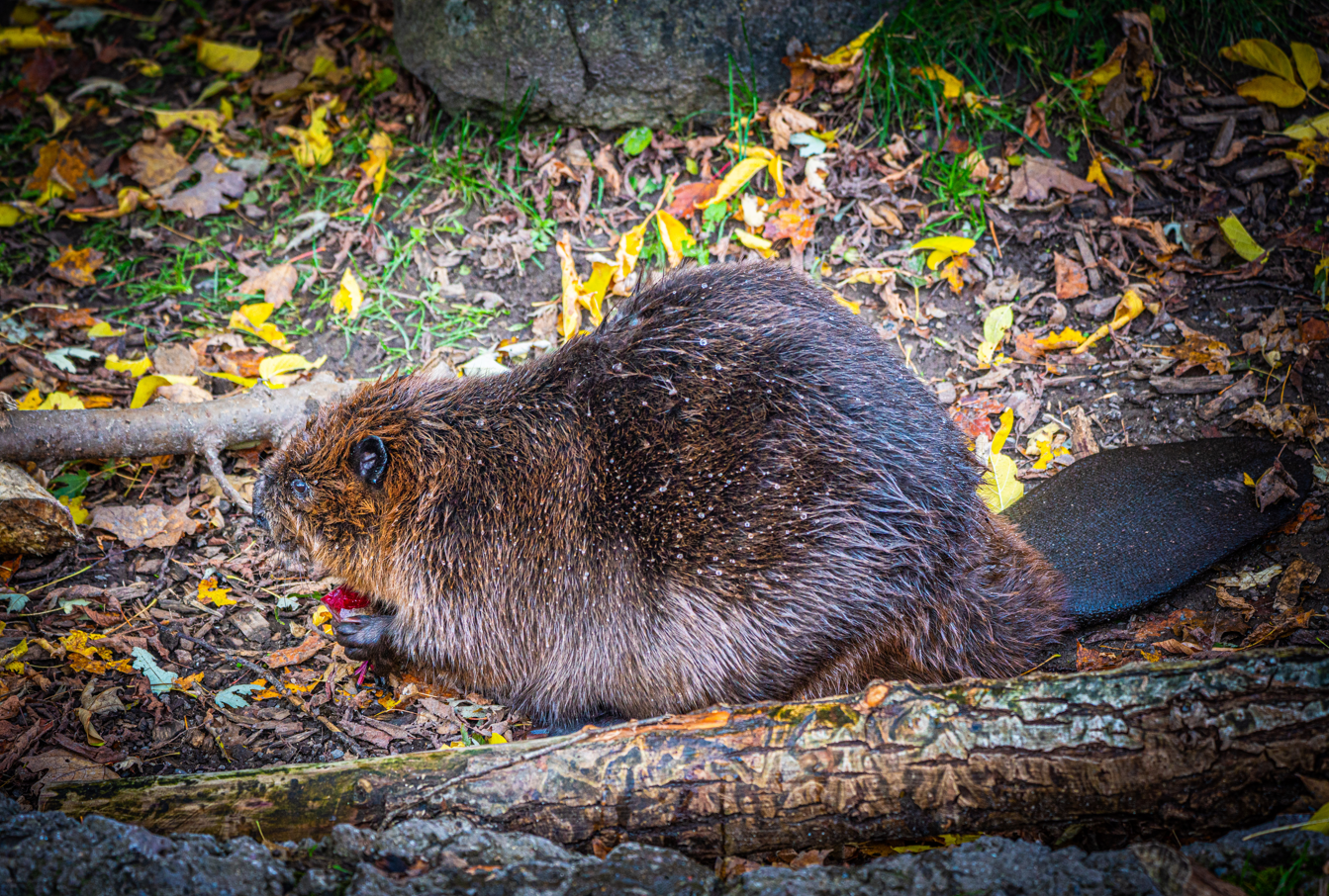 Ward the male American Beaver