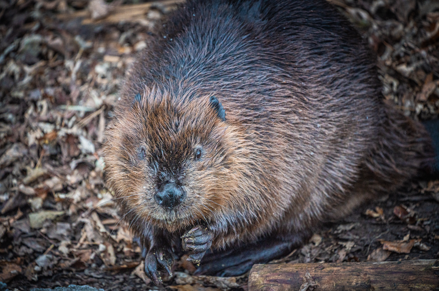 Ward the male American Beaver