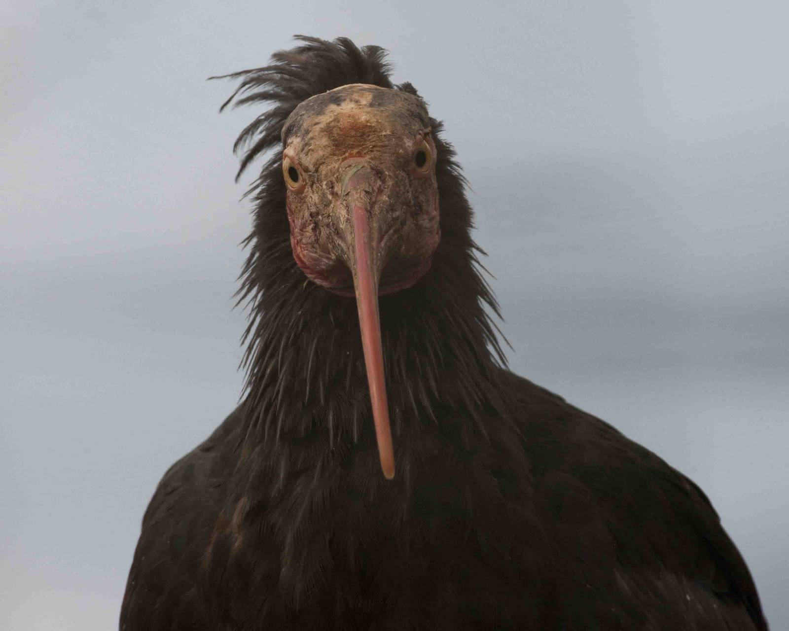 Wardrapp Ibis