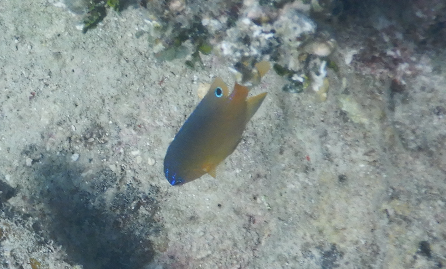 Ward's Damsel juvenile (Pomacentrus wardi) - Green Island