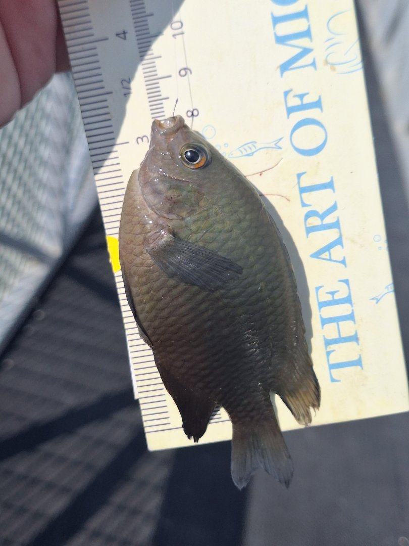 Ward's Damsel? (Pomacentrus wardi?)