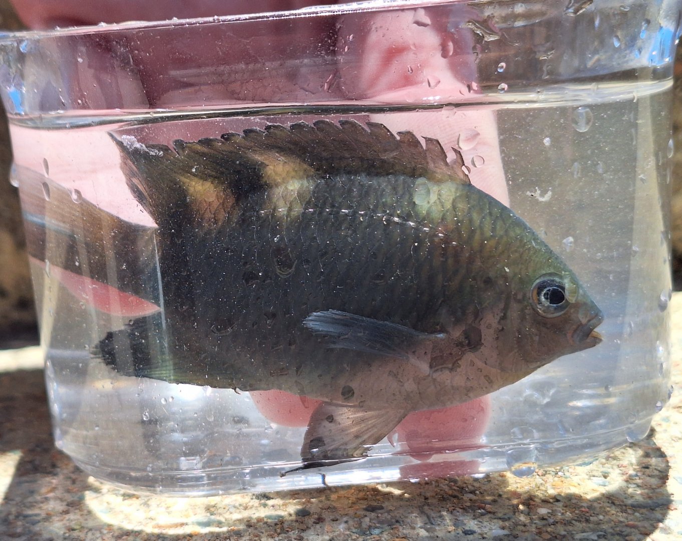 Ward's Damsel (Pomacentrus wardi)