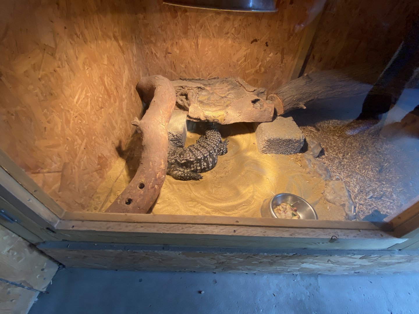 Warm Room - Argentine black and white tegu 250222