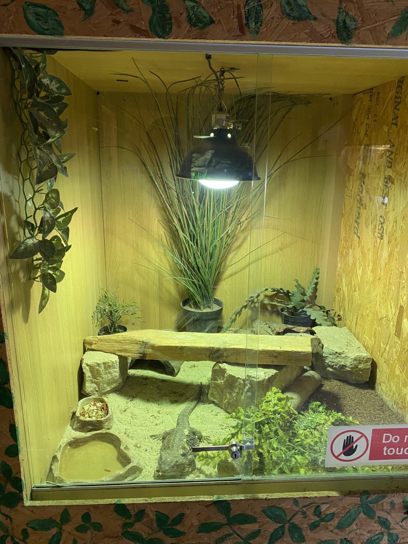 Warm Room - Bearded dragon exhibit 060625