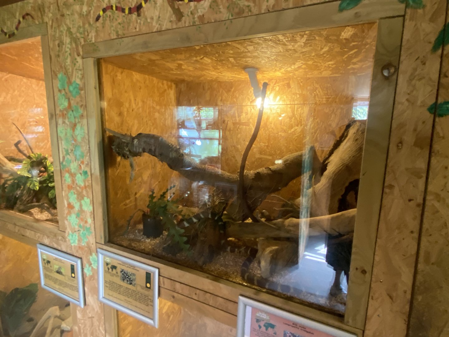 Warm Room - California kingsnake exhibit 060625