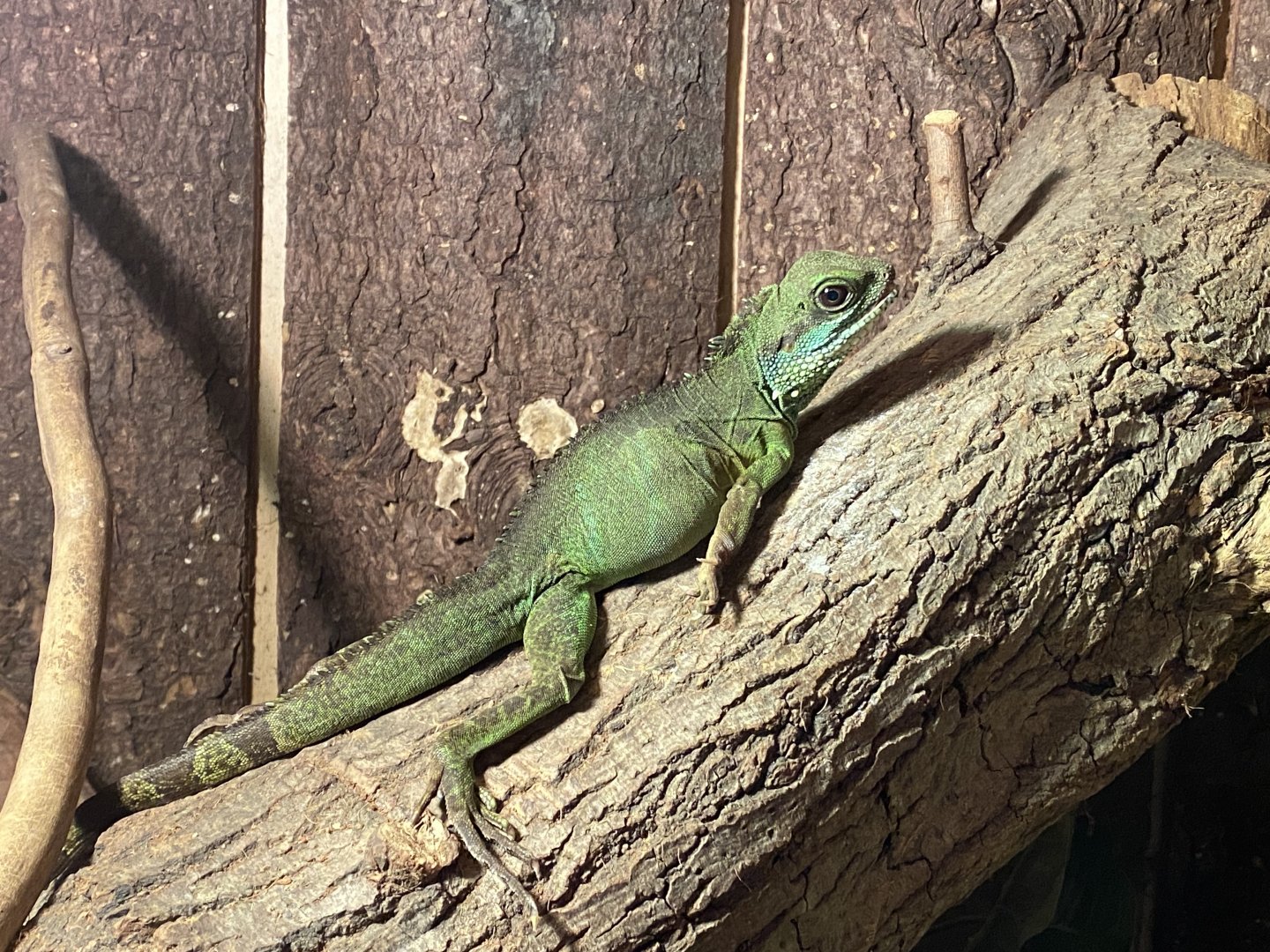 Warm Room - Chinese water dragon 060625