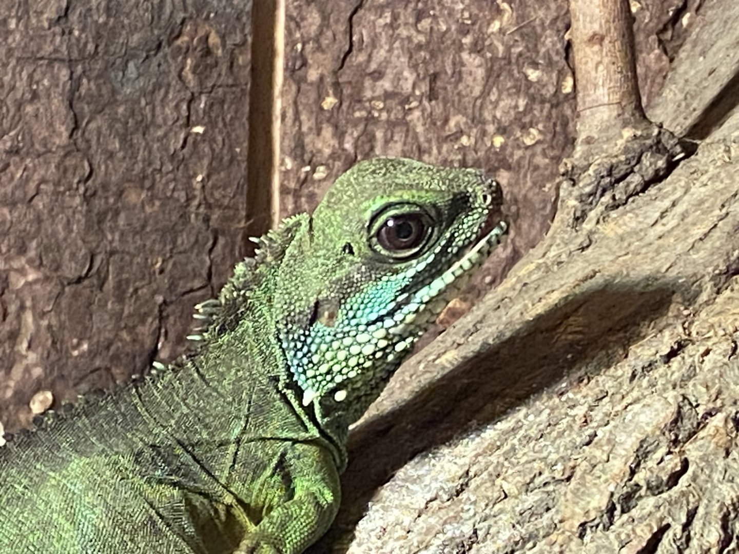 Warm Room - Chinese water dragon 060625