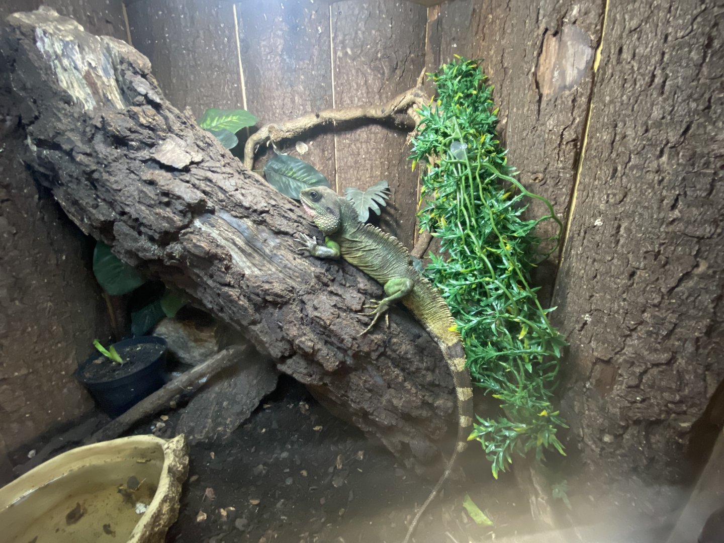 Warm Room - Chinese water dragon 250222