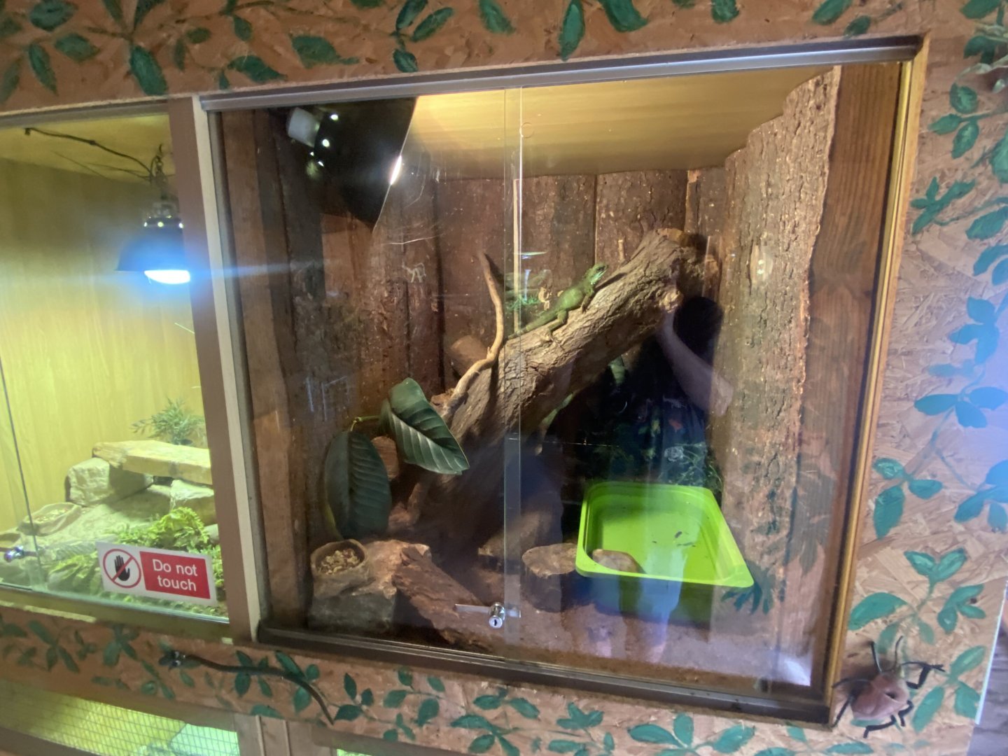 Warm Room - Chinese water dragon exhibit 060625