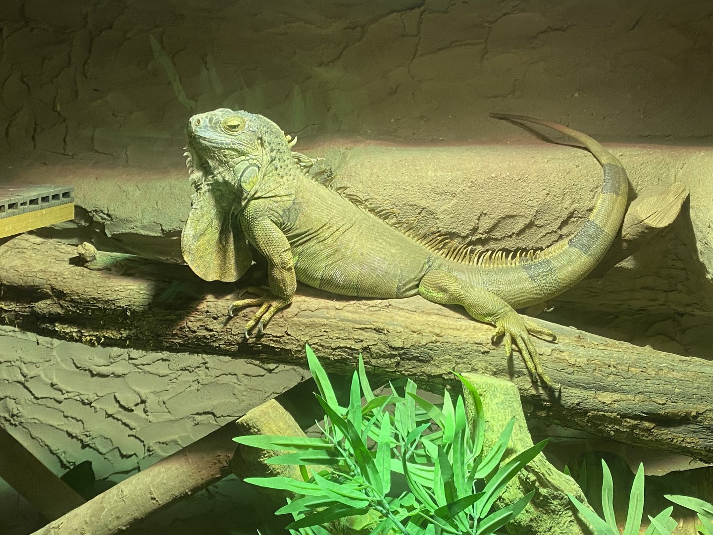 Warm Room - Common green iguana 060625