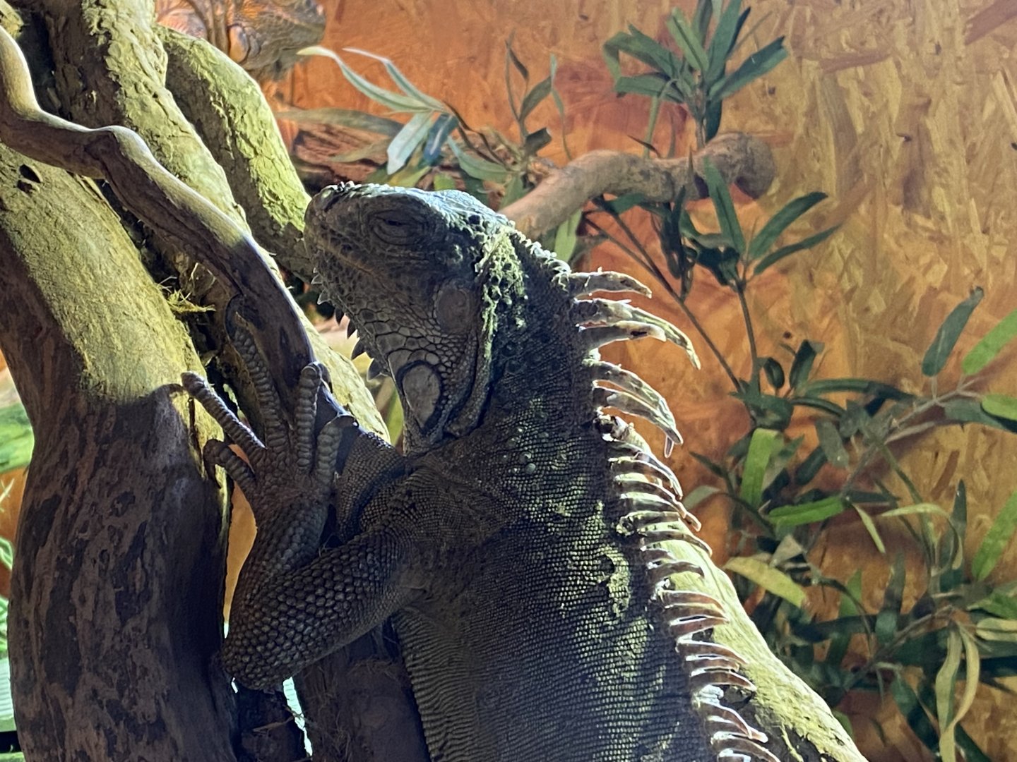 Warm Room - Common green iguana 060625