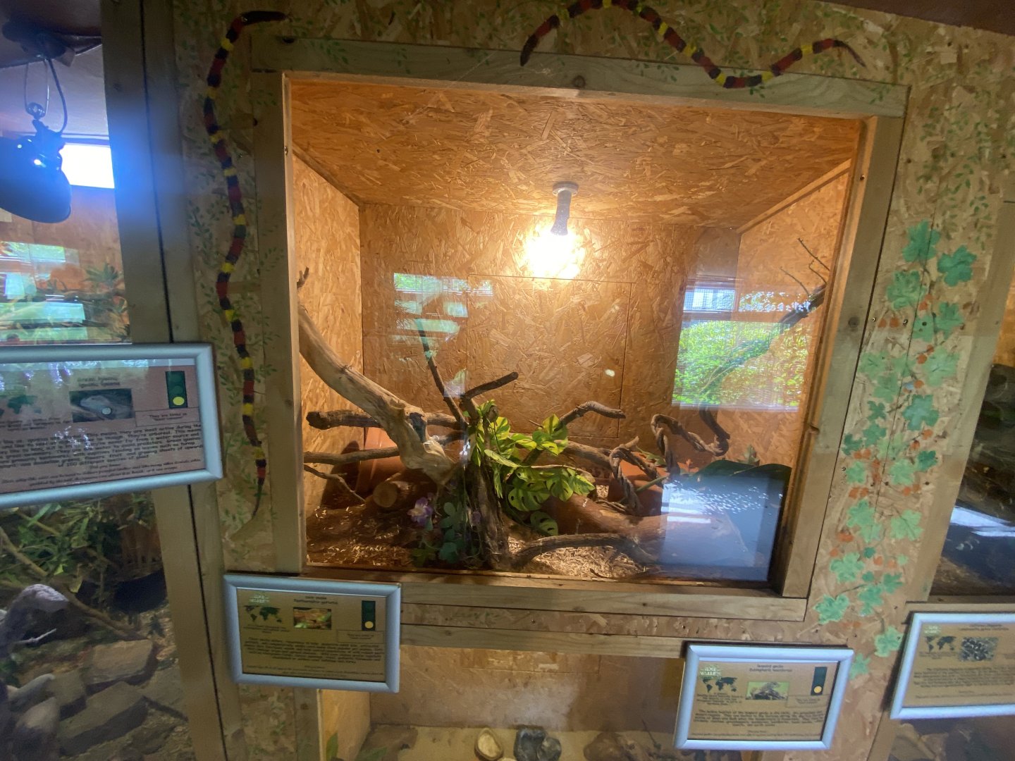 Warm Room - Corn snake exhibit 060625