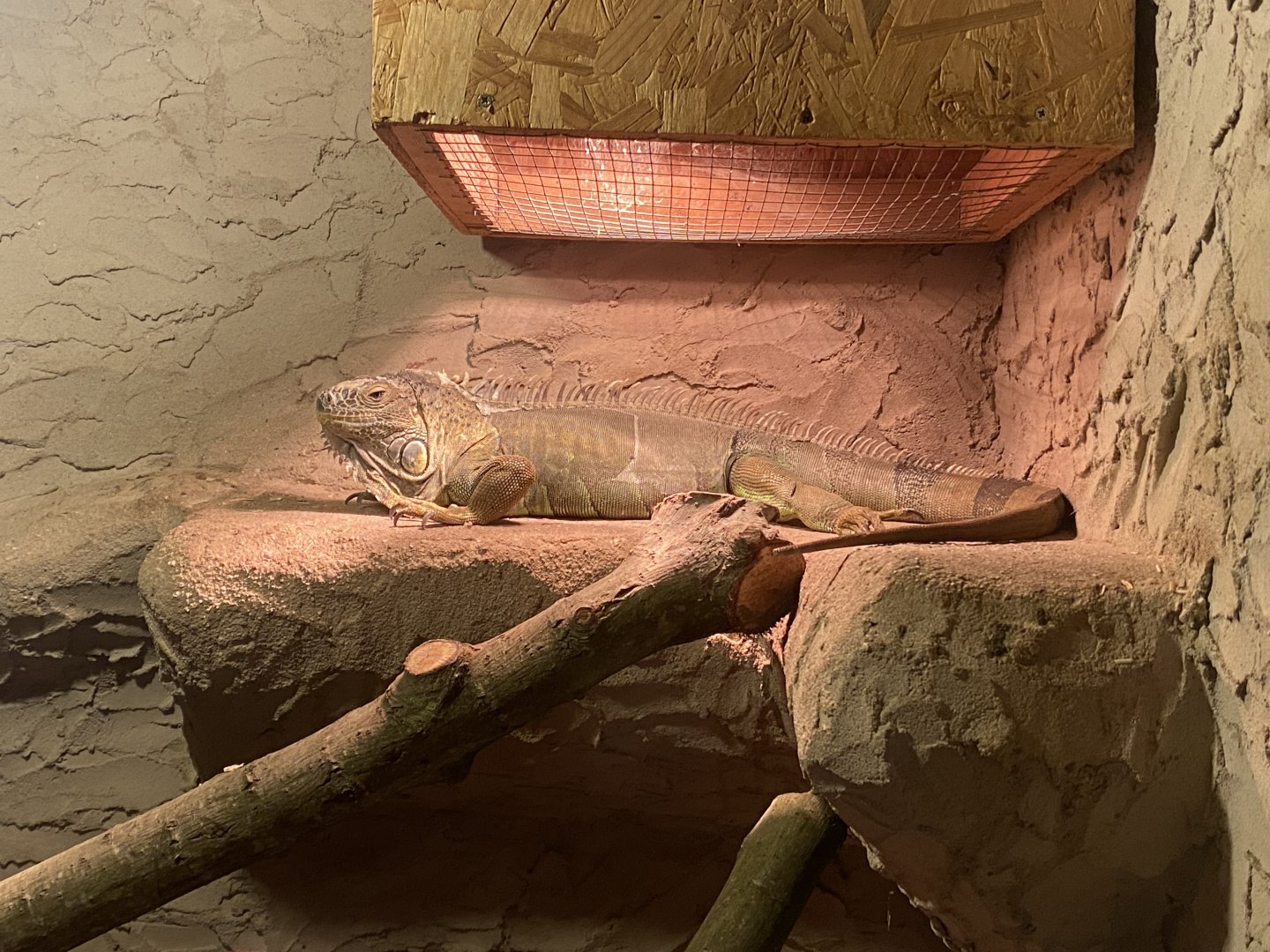 Warm Room - Green iguana 250222