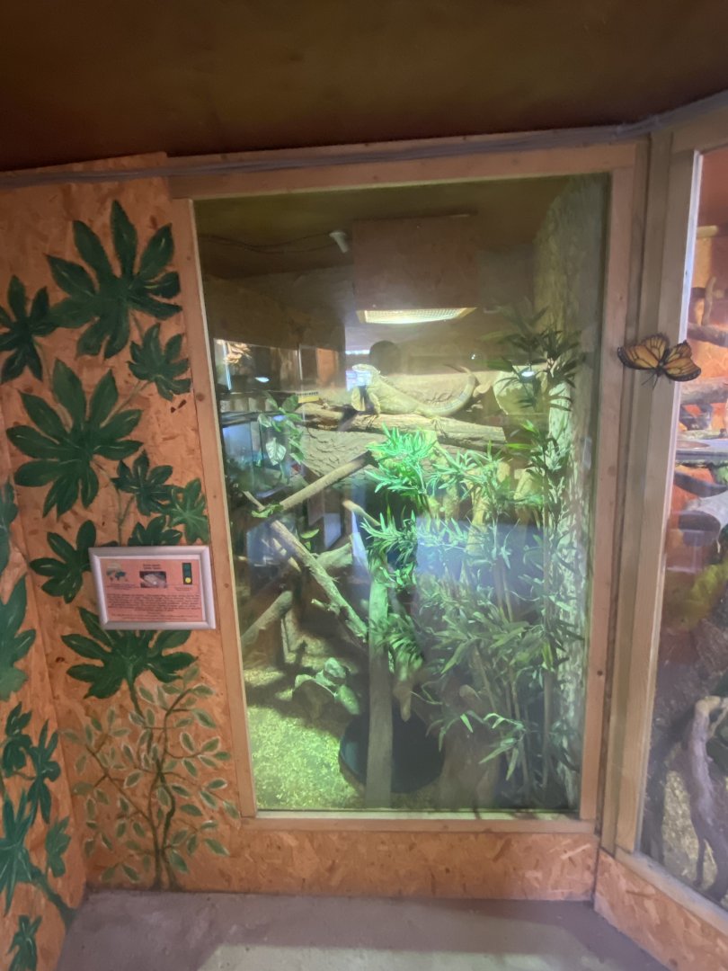 Warm Room - Green iguana exhibit no.1 060625