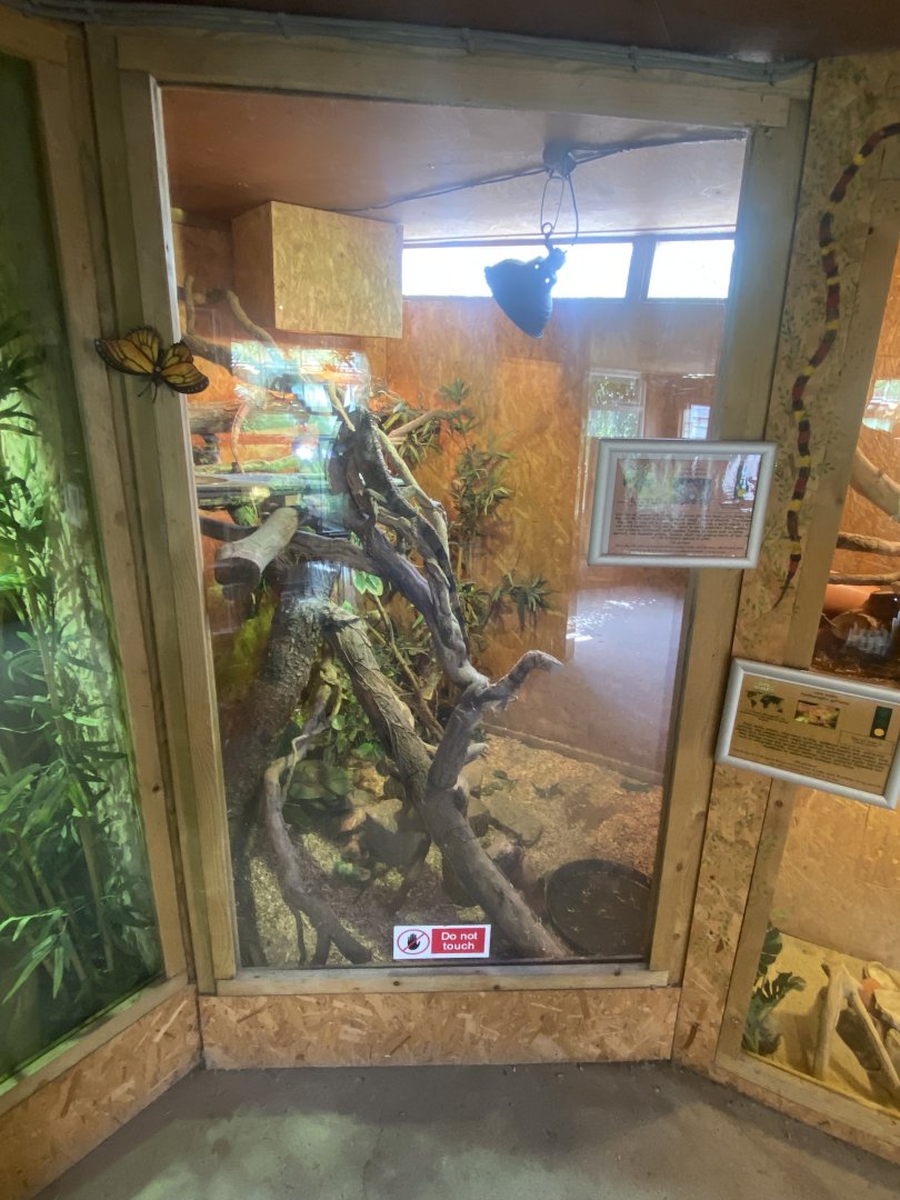 Warm Room - Green iguana exhibit no.2 060625