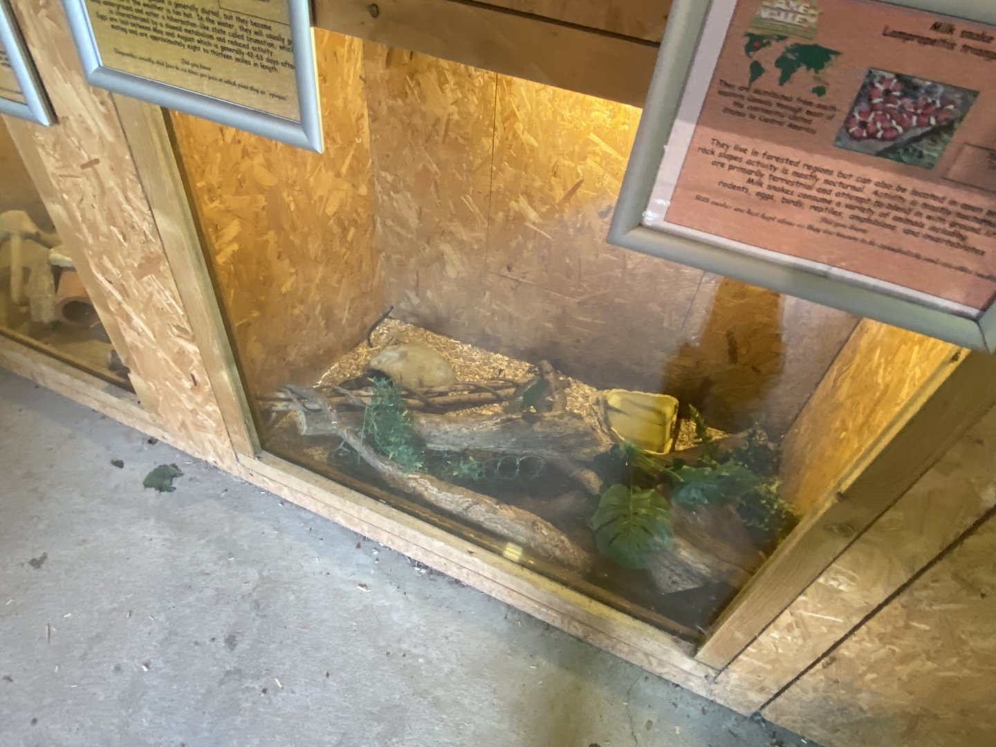 Warm Room - Milk snake exhibit 060625