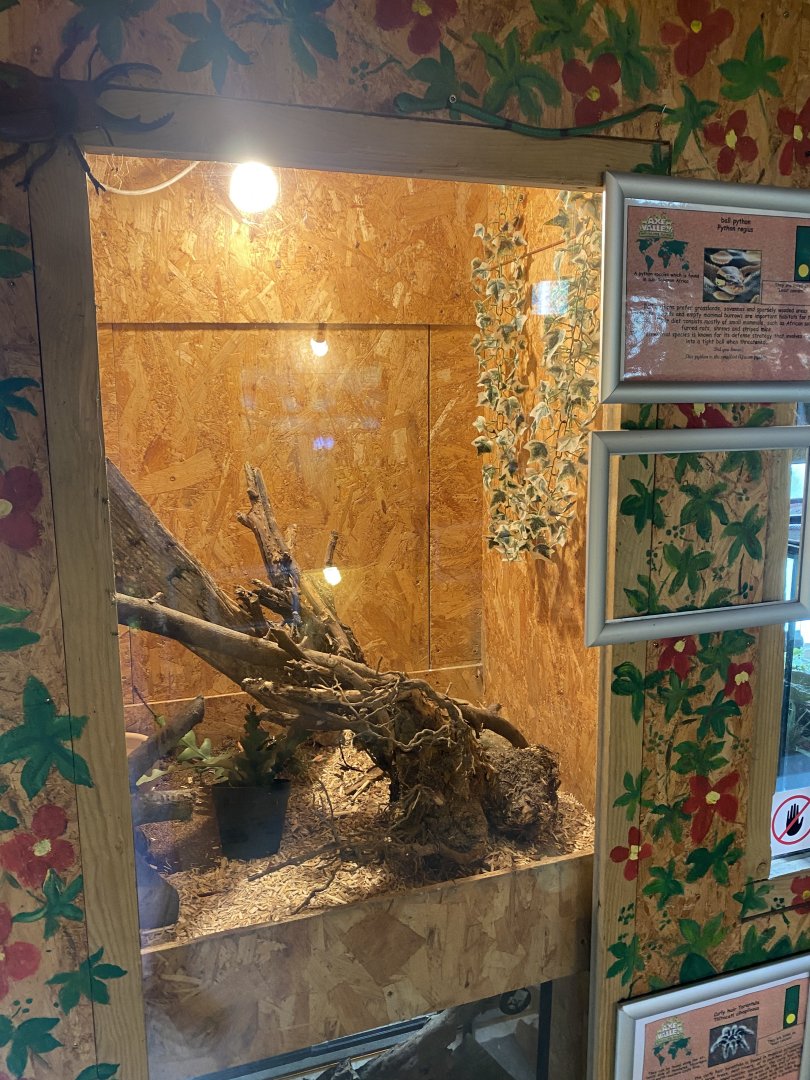 Warm Room - Royal python exhibit 060625