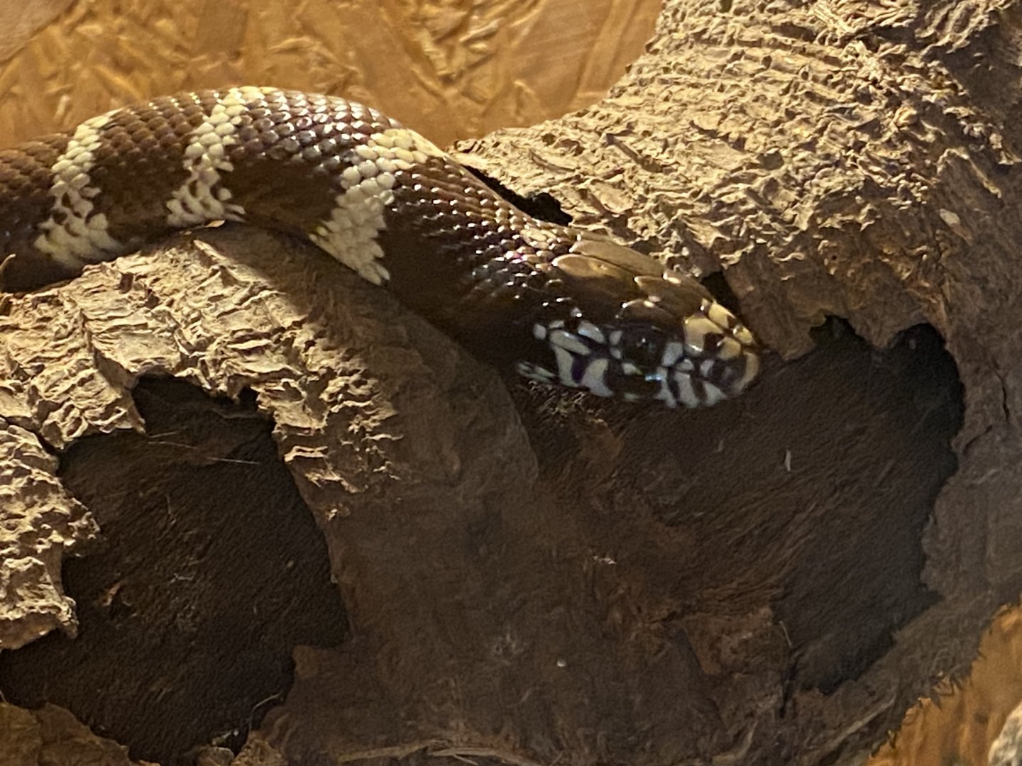 Warm Room - Scarlet kingsnake 060625