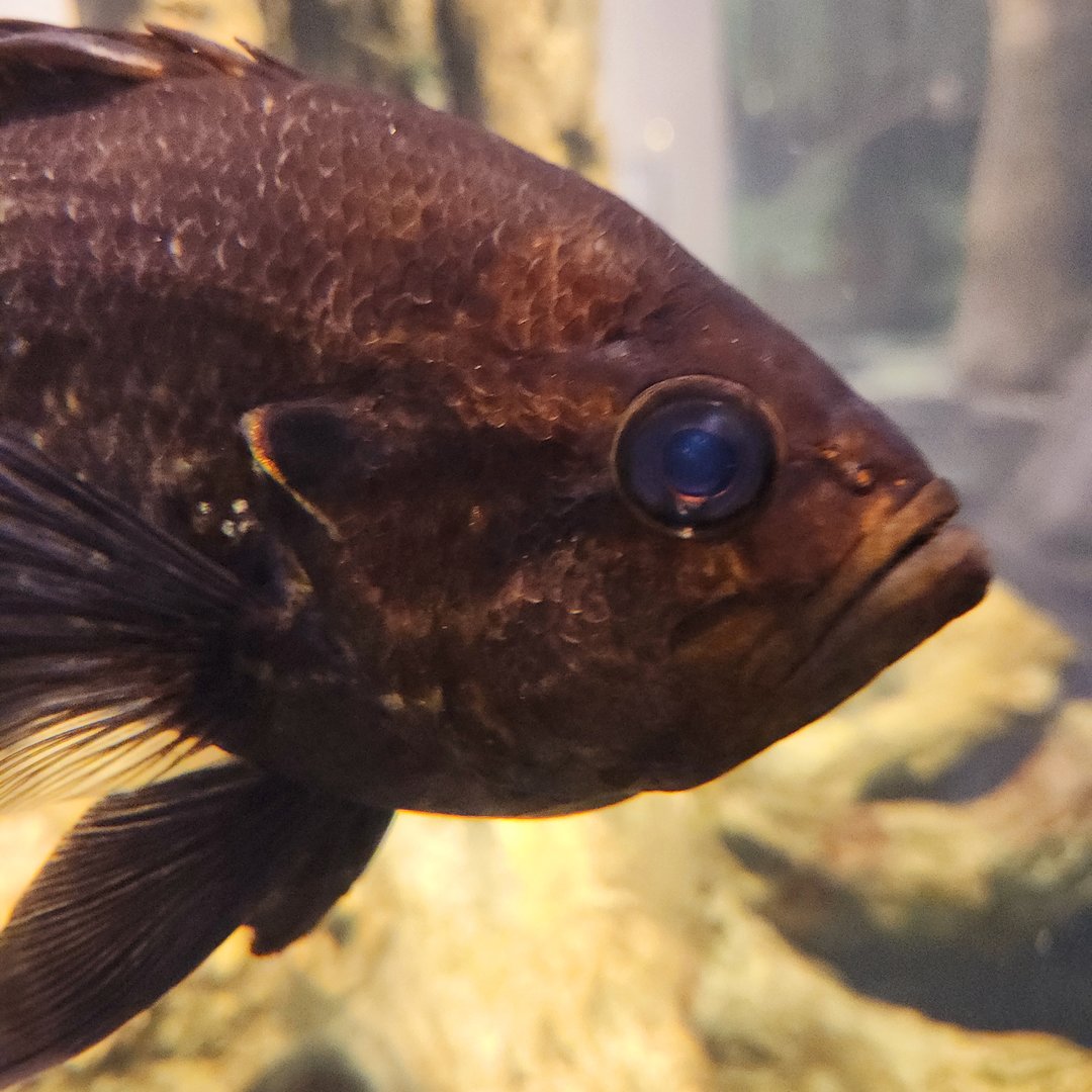 Warmouth (Lepomis gulosus)