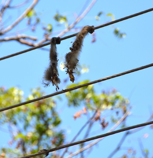 Warning!  Do not hang off power lines!