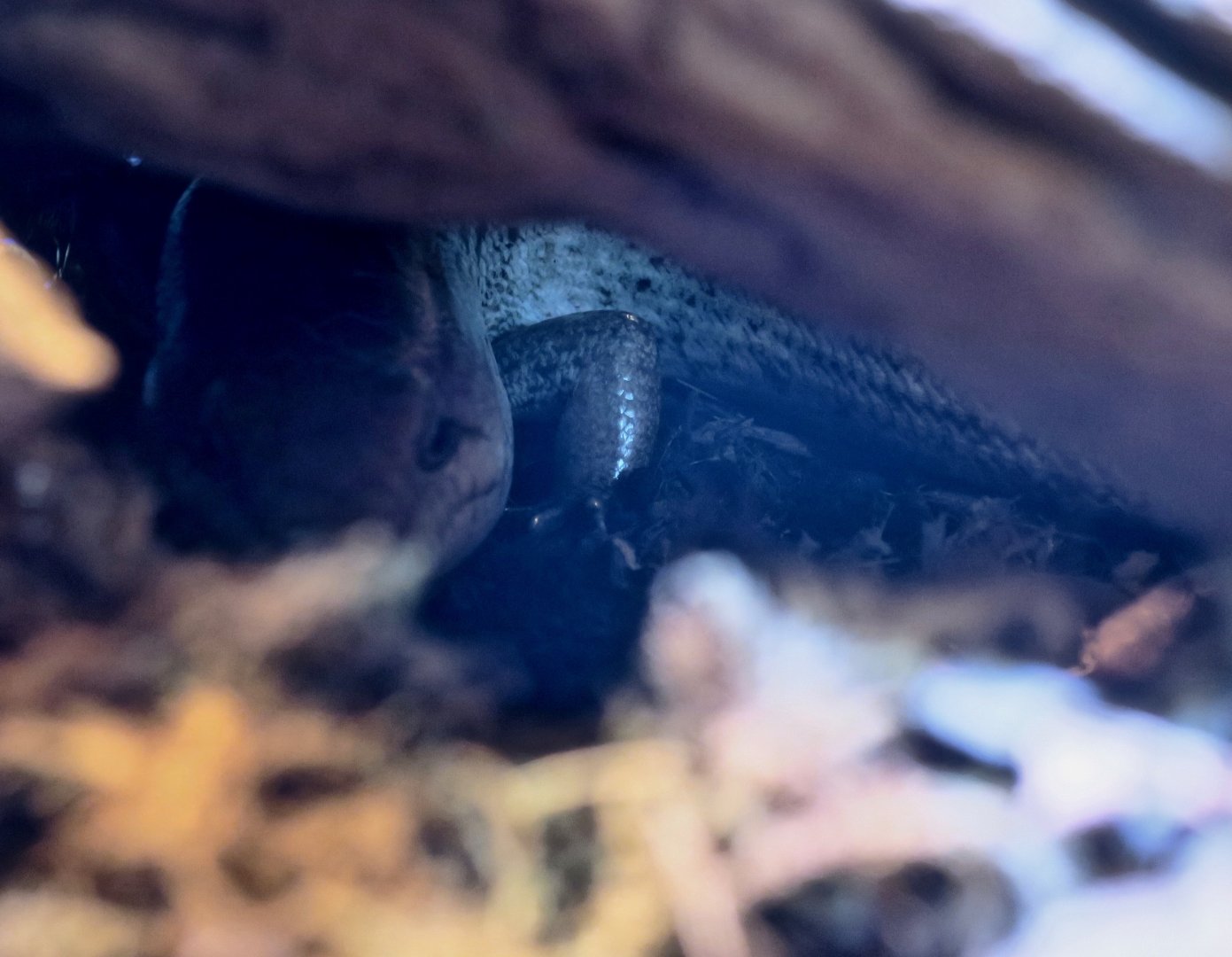 Warren's Galliwasp (Celestus warreni)