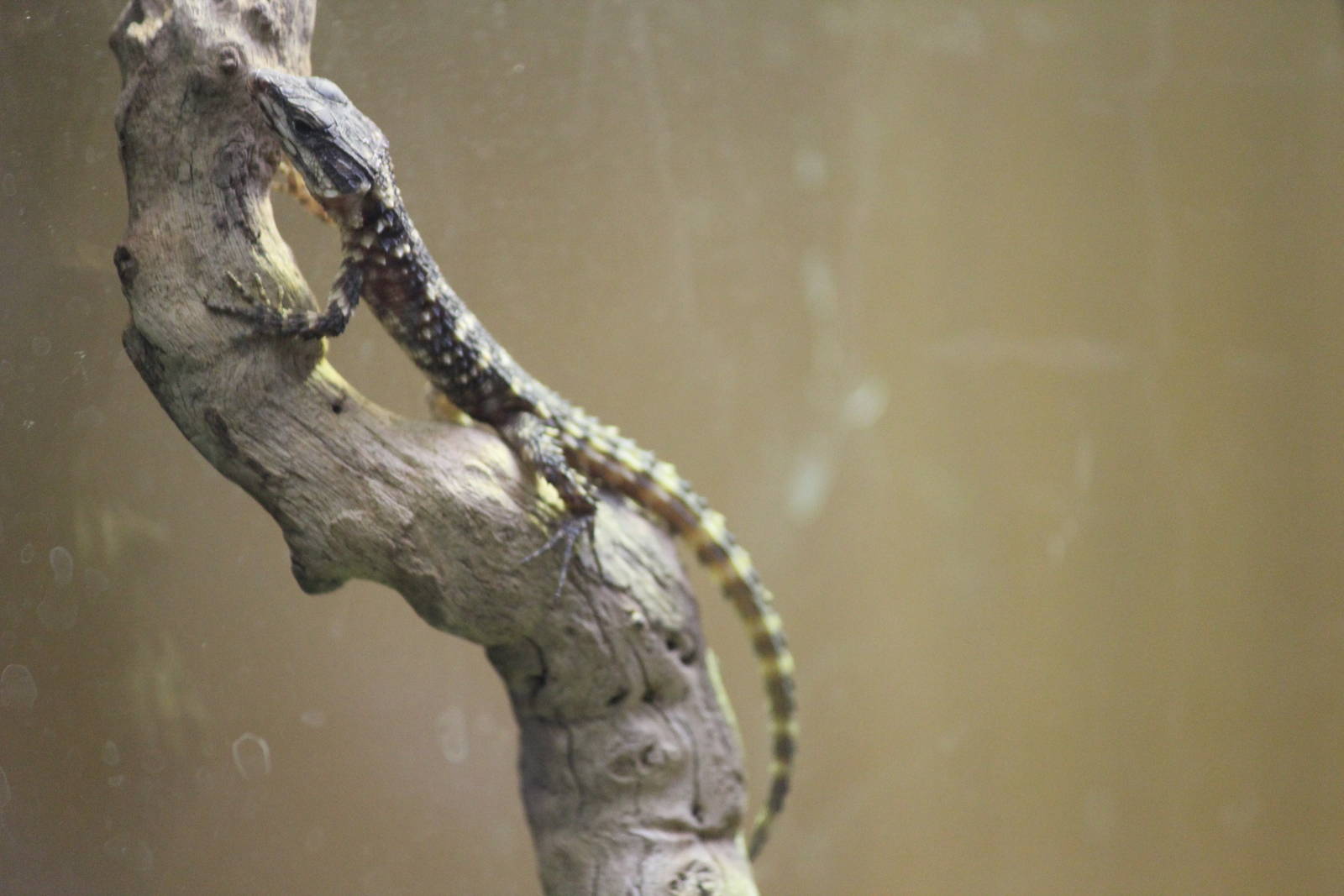 Warren's girdle-tailed lizard