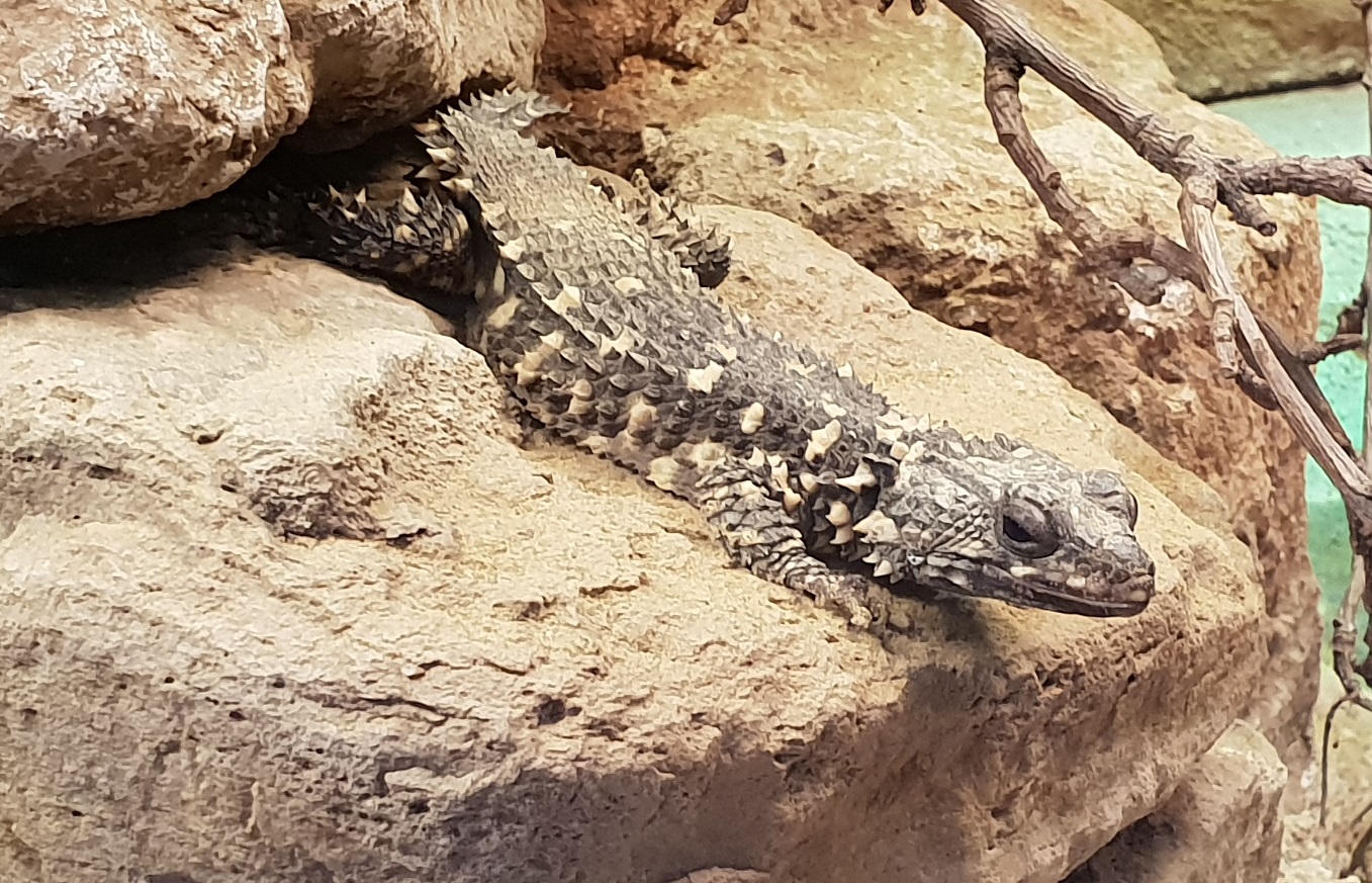 Warren's girdle-tailed lizard
