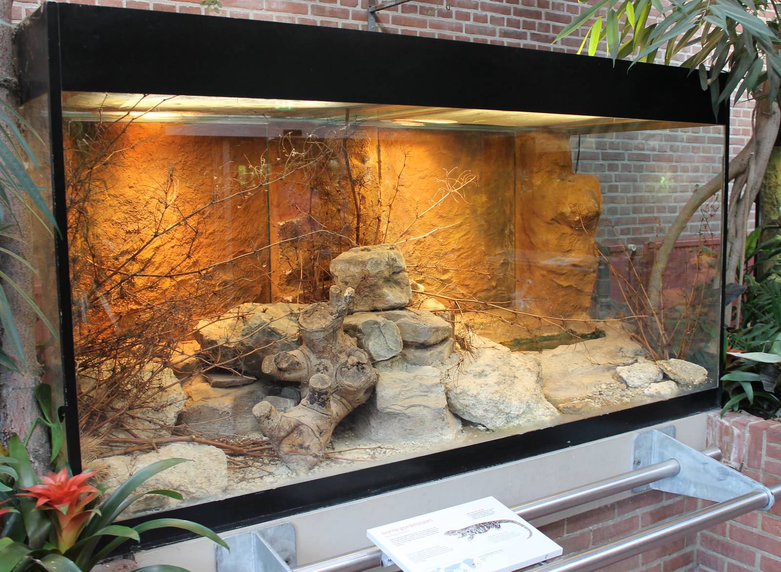 Warren's girdled lizard enclosure