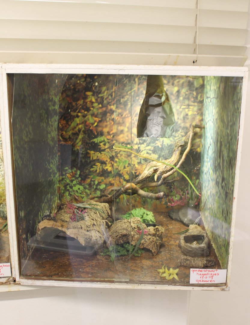 Warren's girdled lizard raising-enclosure