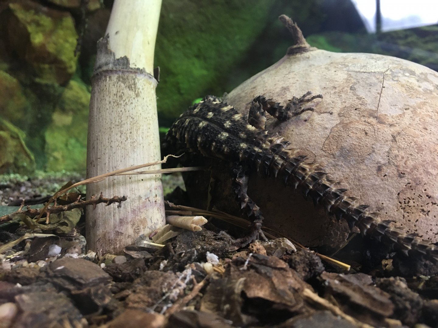 Warren's girdled lizard  -  (Smaug warreni) August 2020