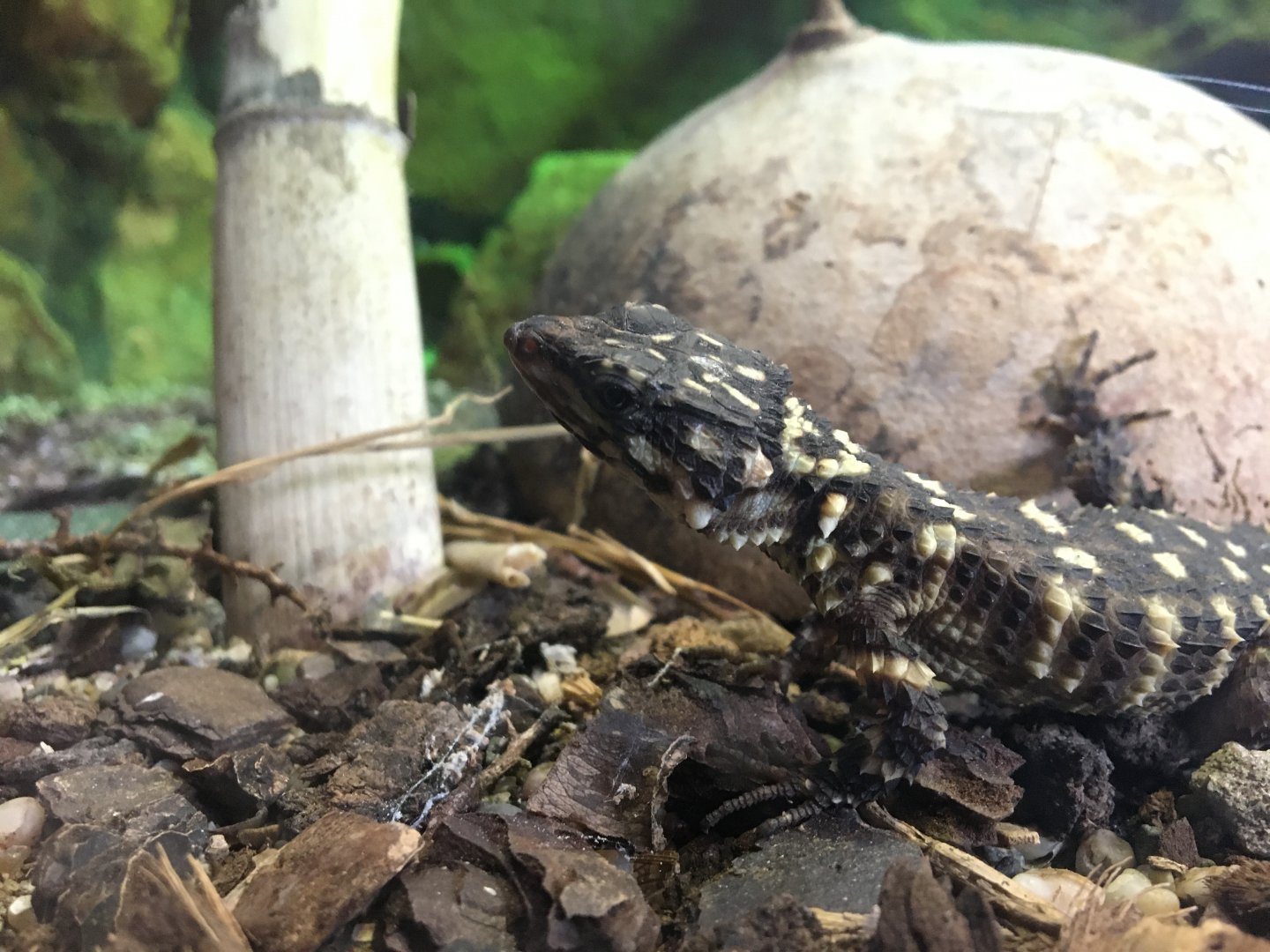 Warren's girdled lizard  - (Smaug warreni) August 2020