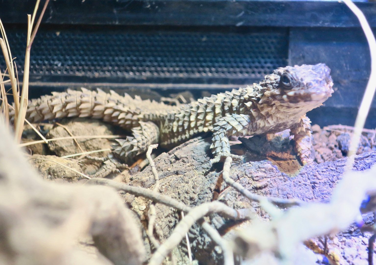 Warren's Girdled Lizard (Smaug warreni)