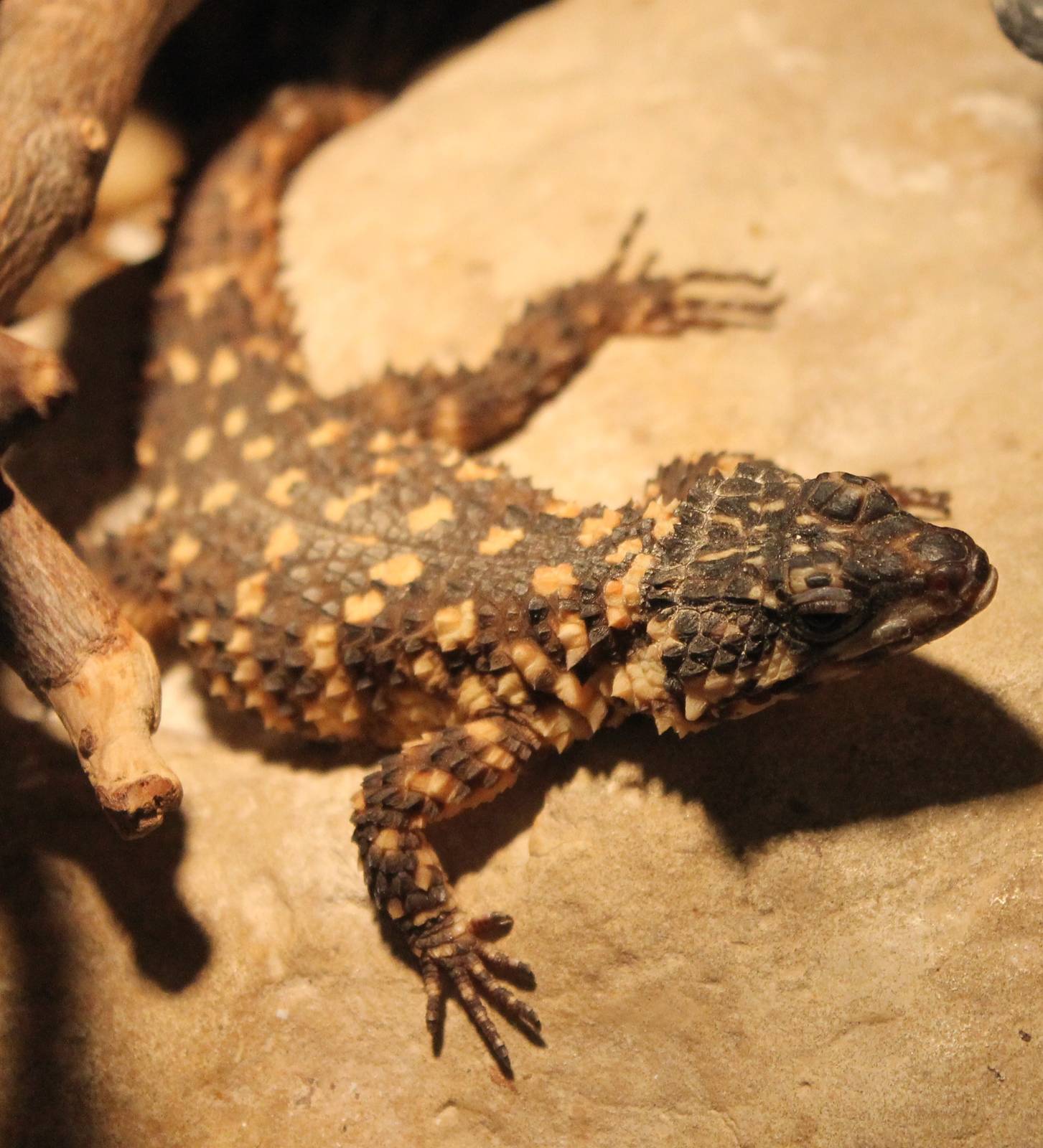 Warren's girdled lizard