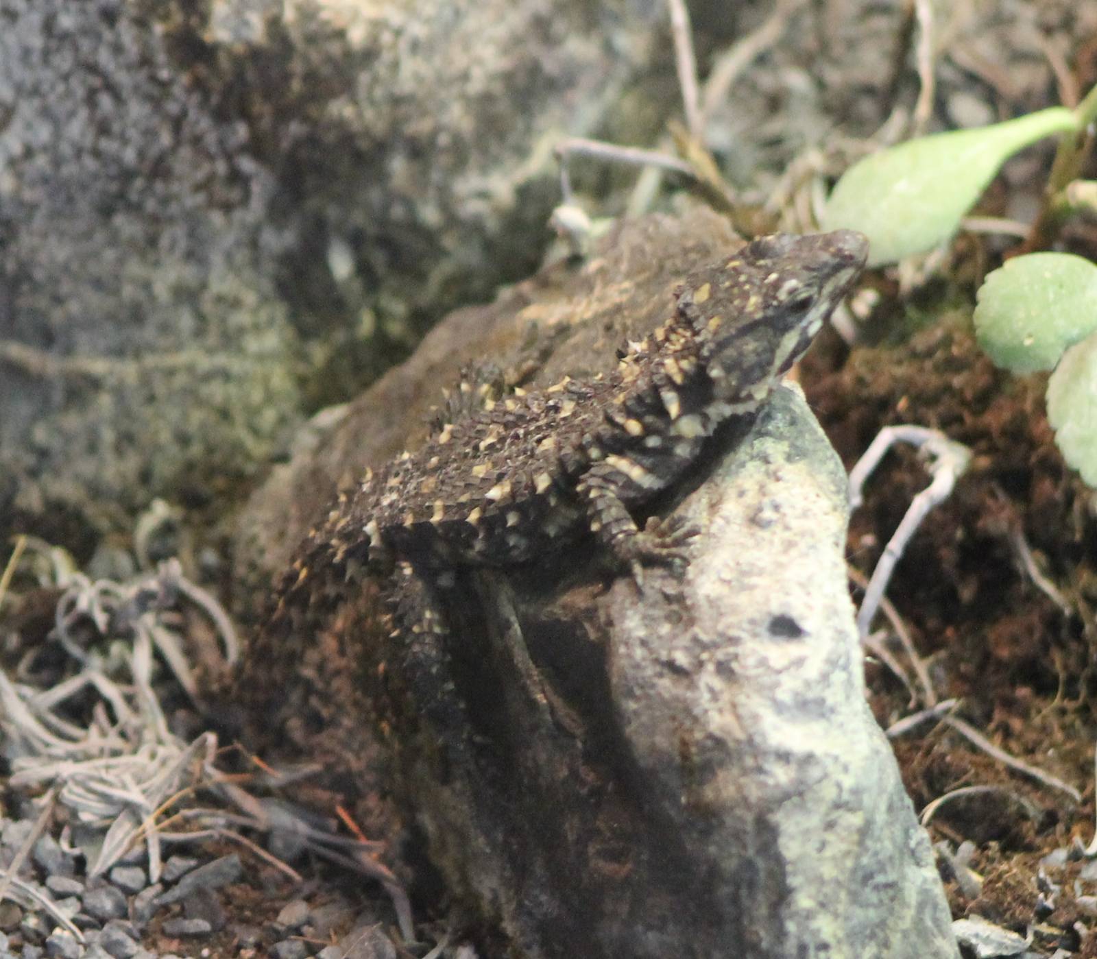 Warren's girdled lizard