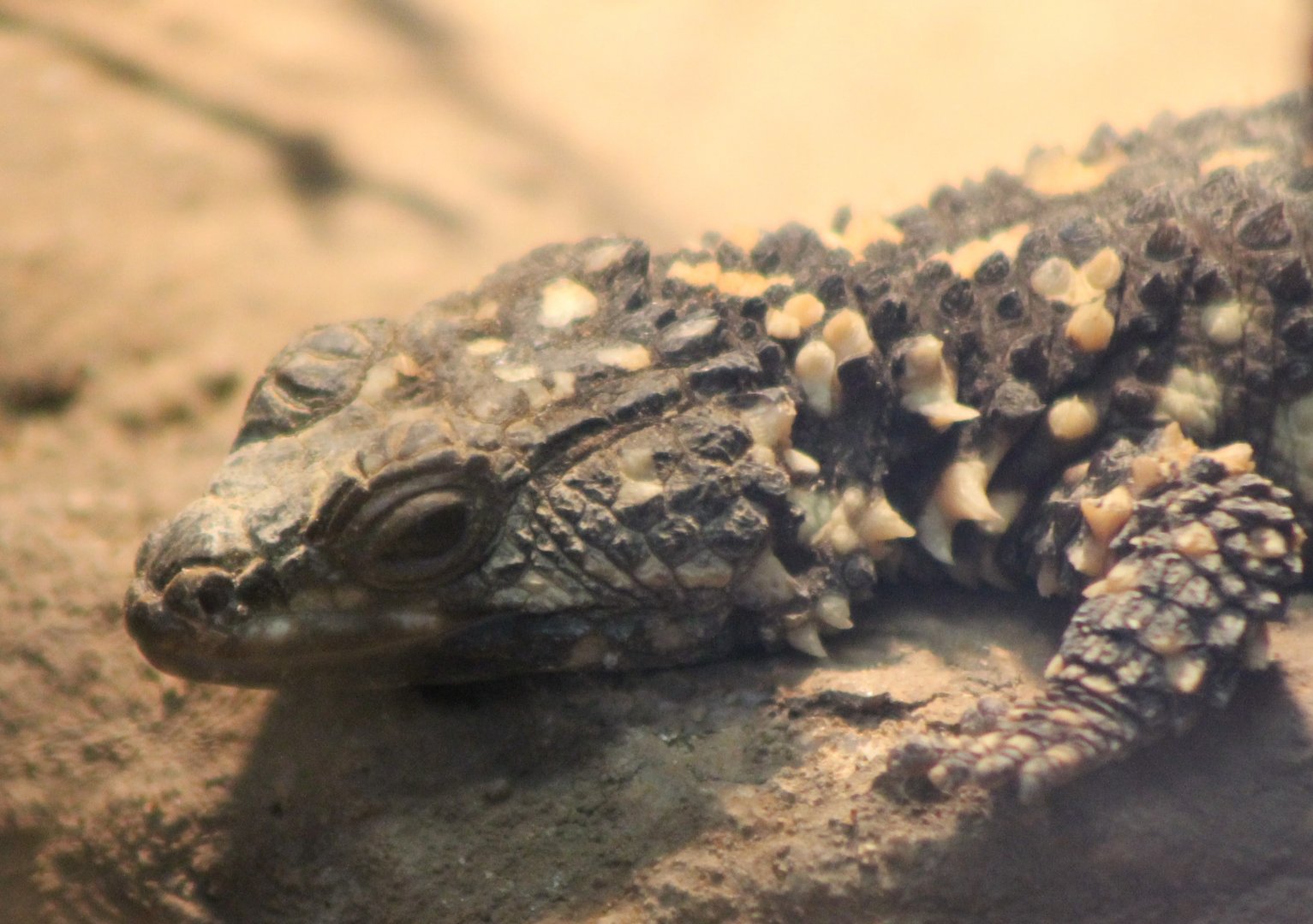 Warren's girdled lizard