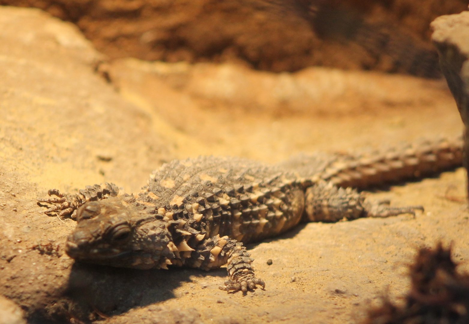 Warren's girdled lizard