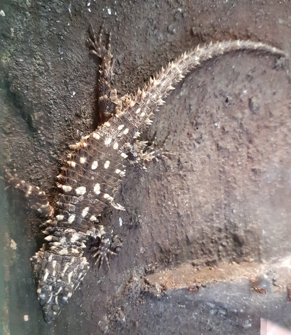 Warren's girdledlLizard