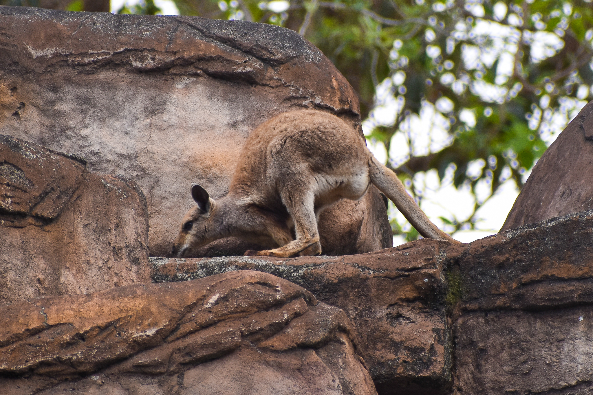 Warru/Black-footed Rock Wallaby (Petrogale lateralis)