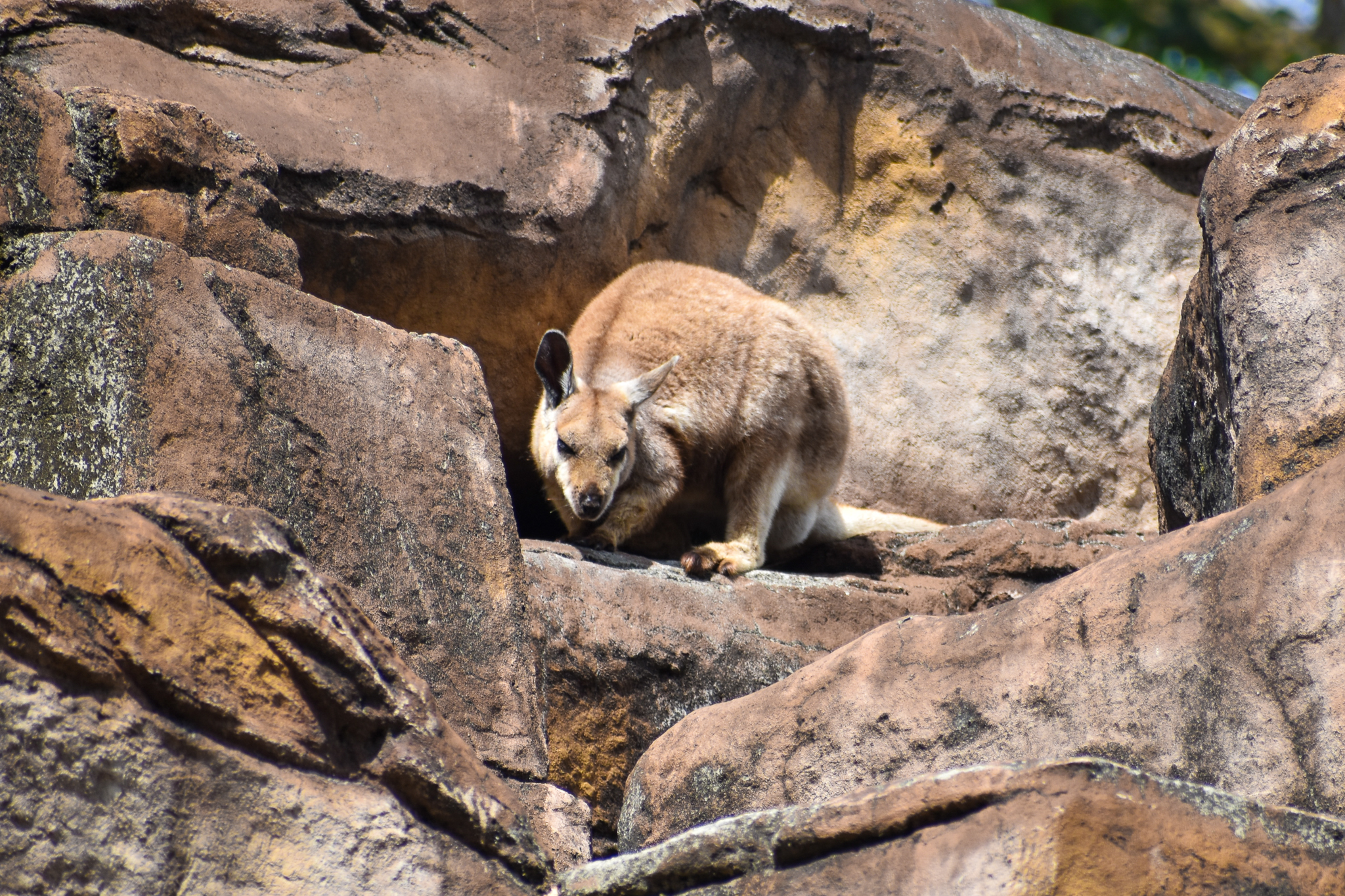 Warru/Black-footed Rock Wallaby (Petrogale lateralis)