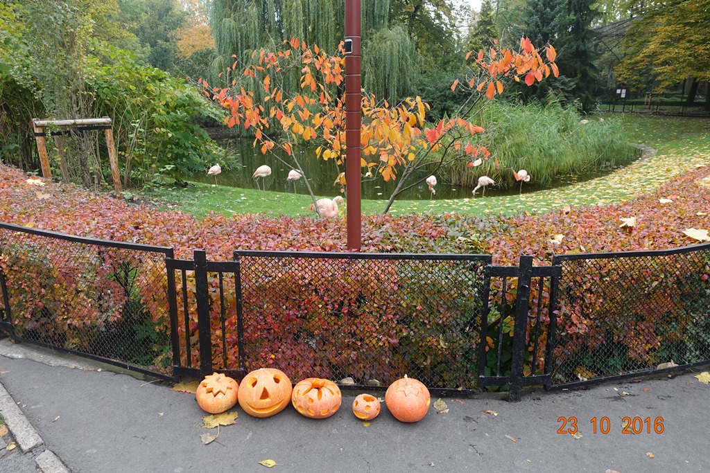 Warsaw Zoo 23.10.16