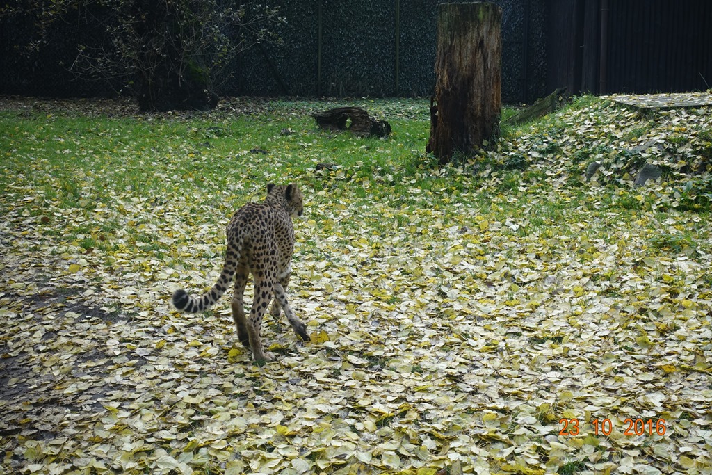 Warsaw Zoo 23.10.16