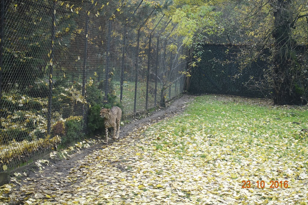 Warsaw Zoo 23.10.16