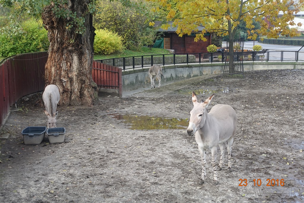 Warsaw Zoo 23.10.16