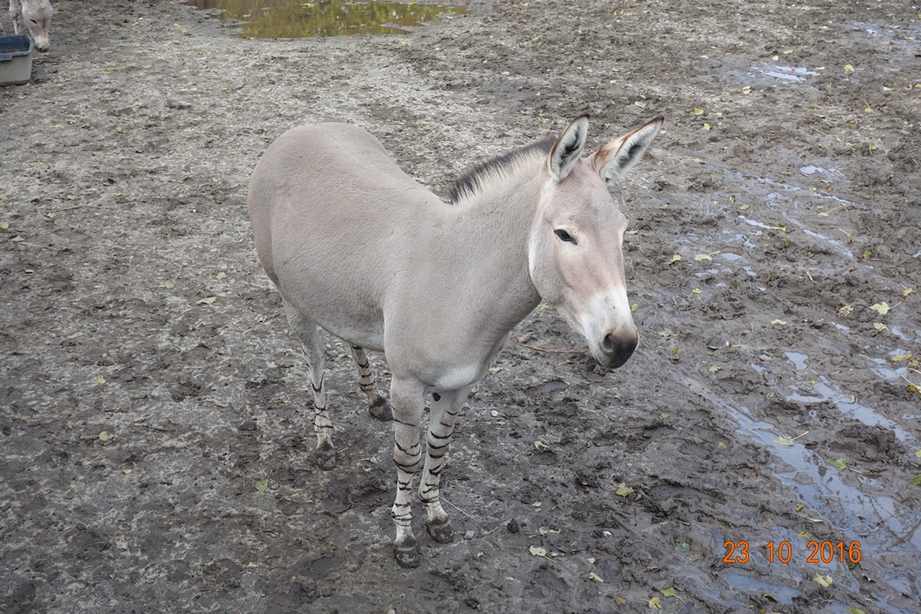 Warsaw Zoo 23.10.16